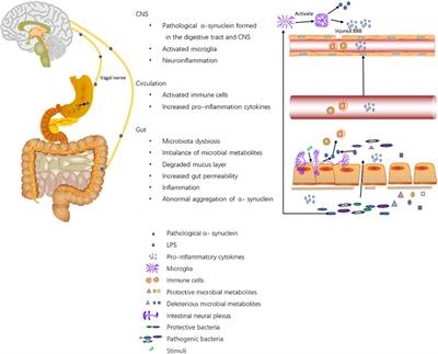 The relationship between Parkinson’s disease and gastrointestinal diseases